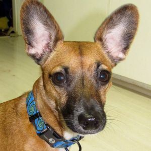 Meet your Posher, Laurie